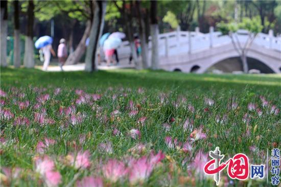 句容葛仙湖公園合歡花演繹夏日浪漫唯美