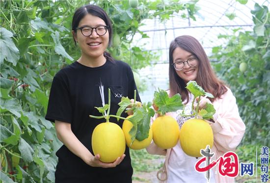 句容甜瓜懸空吊著長 新鮮好吃有“顏值”