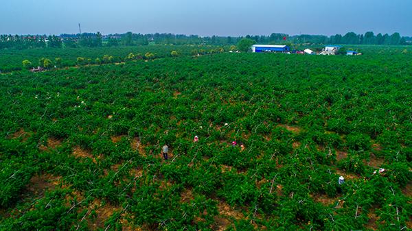 新沂市做大做強產業 “甜蜜產業”發展成效顯著