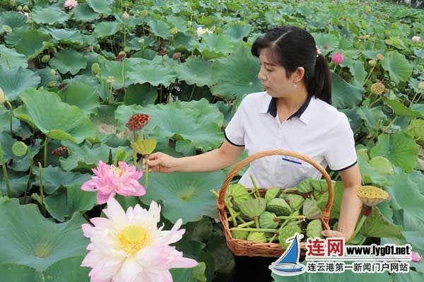 灌云縣潮河灣蓮藕種植區初秋時節采蓮忙