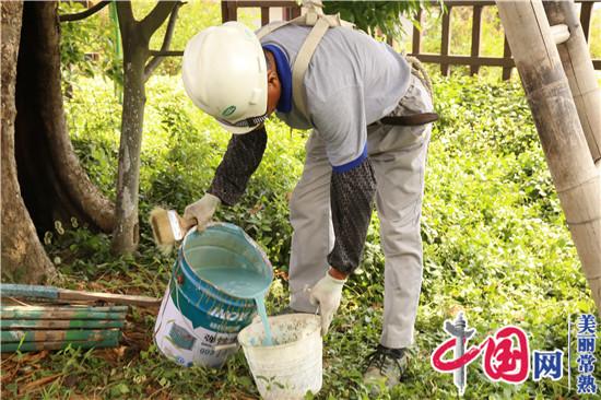 常熟古里鎮給紅豆古樹刮骨療傷