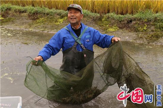 常熟古里鎮(zhèn)塢坵村稻田養(yǎng)殖澳洲淡水龍蝦獲成功