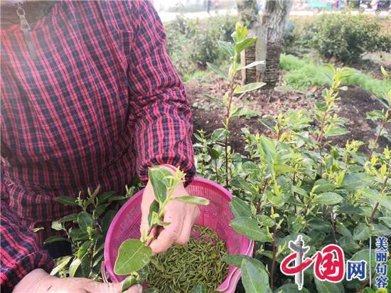 春來茶香 江蘇句容迎來首批春茶