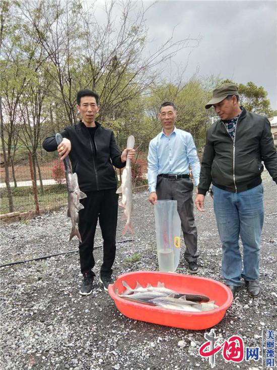 溧陽何平：曾經捧著“鐵飯碗”   如今養殖“匙吻鱘”走上創富路