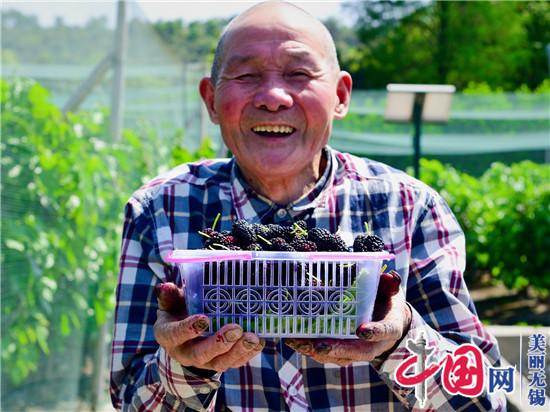 約起來！ 無錫馬山和平村的桑葚熟了