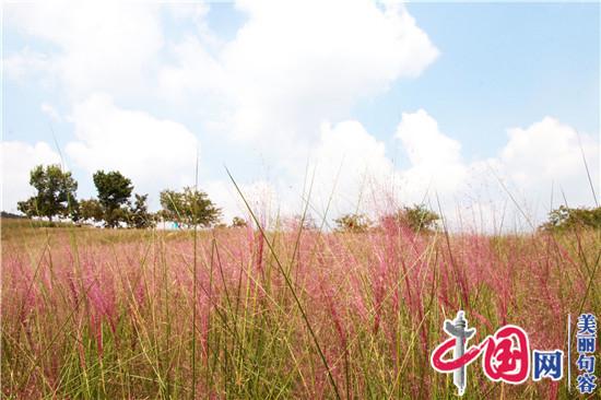 句容“網紅”粉黛花海驚艷初秋