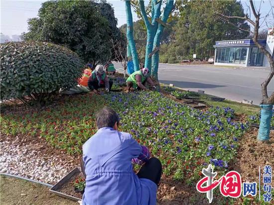 句容市城管局更換草花 喜迎元旦