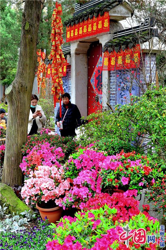 又見惠山杜鵑紅