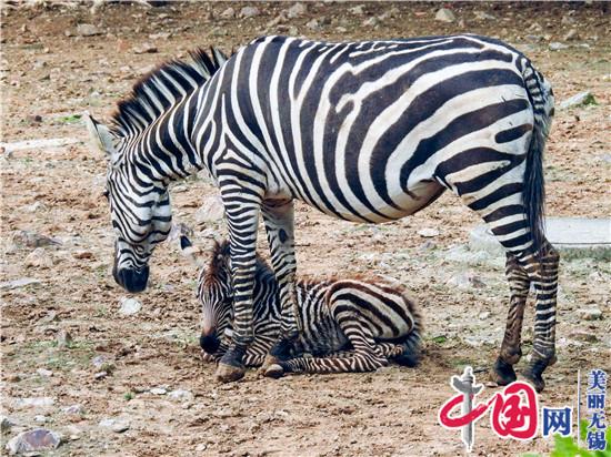 無錫動物園春之童趣季“五一”歡樂加演