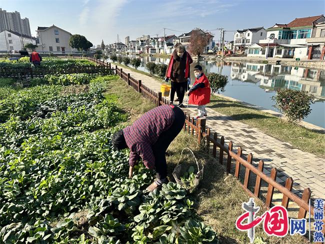 江蘇常熟市辛莊鎮辛中村“紅辛菜園” 架起五治融合“連心橋”