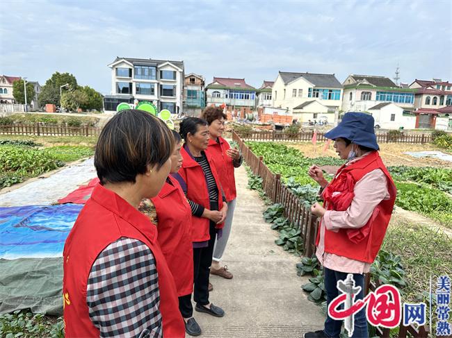 江蘇常熟市辛莊鎮辛中村“紅辛菜園” 架起五治融合“連心橋”