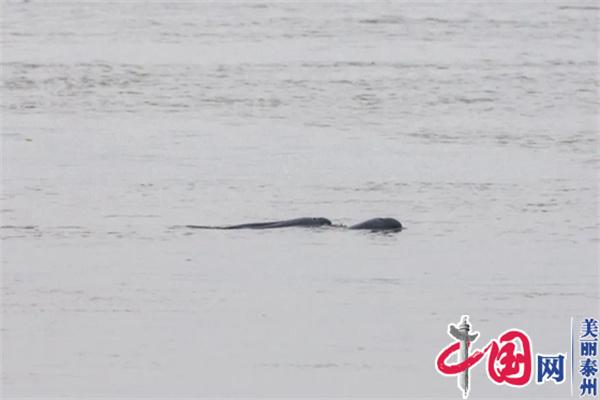 保護生物多樣性 擦亮“泰美麗”生態品牌