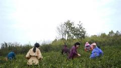 好山好水出好茶丨茶海碧林間 悠然見蘇紅